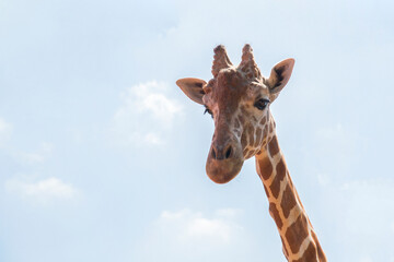 Giraffe on a background of blue sky. The head of a giraffe.