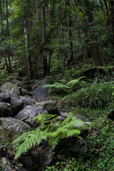 Fototapeta na wymiar Green fern forest