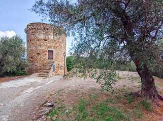 ancient Saracen tower with olive tree