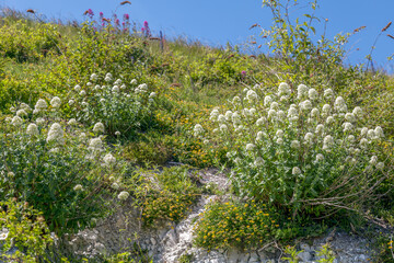 White Valerian (Centranthus ruber alba) growing on cliffs at Eastbourne