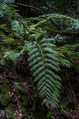 Green fern forest