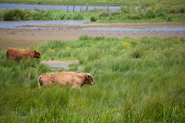 Highland Cattle on a wetland pasture