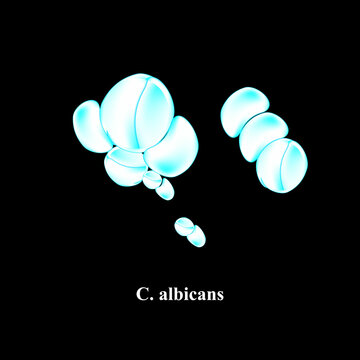 C. albicans candida. Pathogenic yeast-like fungi of the Candida type morphological structure. Vector illustration.