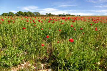 Field of Poppies in Sussex