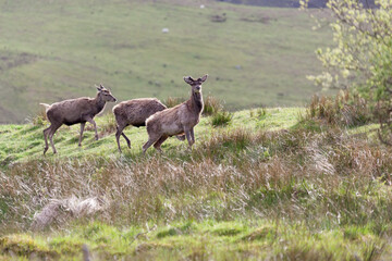 Naklejka na ściany i meble Red Deer (Cervus elaphus) in the highlands of Scotland