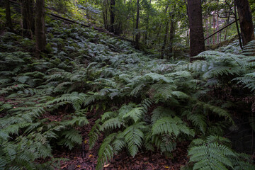 Fototapeta premium Green fern forest