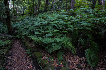 Green fern forest © Ramon Grosso