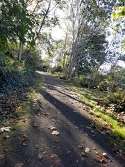Obraz premium path in the woods