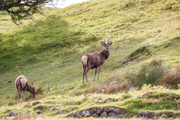 Red Deer (Cervus elaphus) in the highlands of Scotland