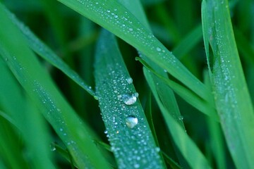 The grass in the dew
