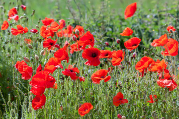Field of Poppies in Sussex