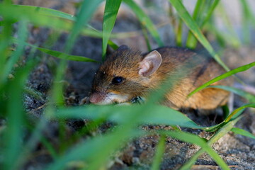 Vole mouse
