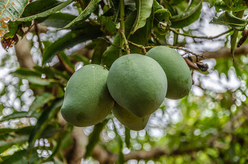 Mango crop