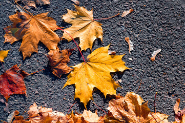 Autumn orange leaves on the asphalt. Beautiful autumn background