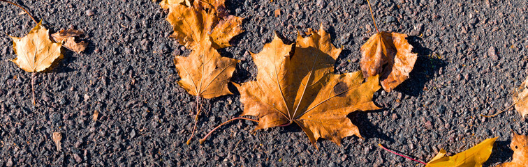 Autumn banner with orange leaves on the asphalt. Autumn background