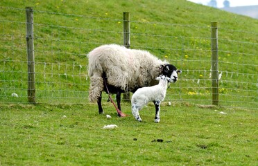 Fototapeta premium Feeding the new born
