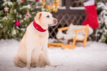 A golden labrador in a scarf sits near a decorated Christmas tree and sleigh during a snowfall in winter in the courtyard of a residential building.