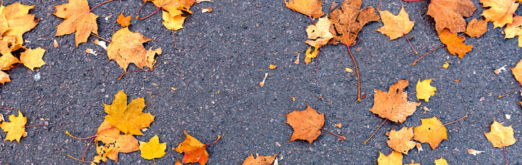 Autumn banner with orange leaves on the asphalt. Autumn background