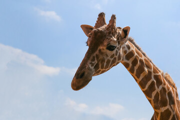 Giraffe on a background of blue sky. The head of a giraffe.