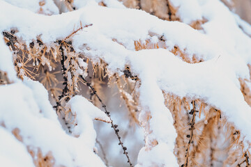 the first snow in autumn