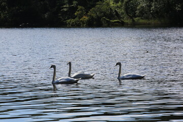 Swans swimming at Hazelwood  on Lough Gill in County Sligo as tourist numbers rise in ireland