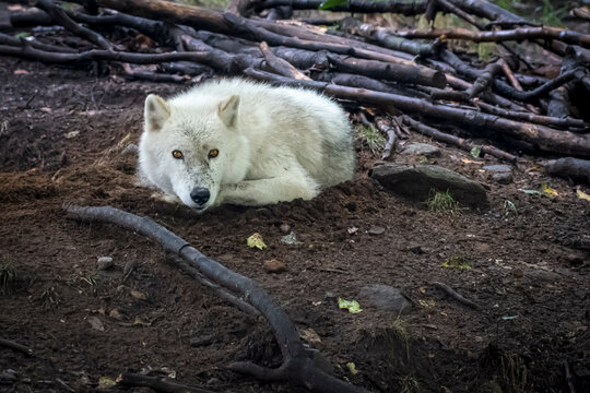 Portrait of an Arctic Wolf lying amongst tree branches, Canada