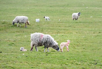 Fototapeta premium Licking the new born lambs