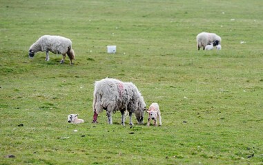 Licking the new born lambs