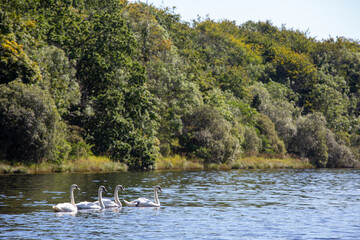 Swans swimming at Hazelwood  on Lough Gill in County Sligo as tourist numbers rise in Ireland