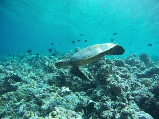 Naklejka na ściany i meble turtle swimming in the sea