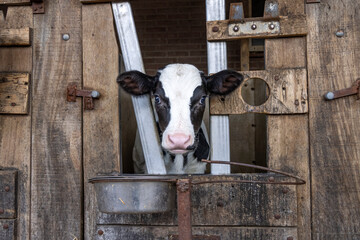 Cute calf looking through the bars of the stable, white blaze large eyes, drinking bucket