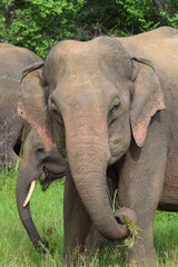 Fototapeta premium Beautiful Elephant