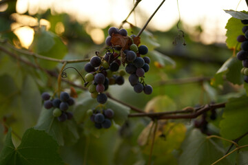 grapes nature Sun summer wine