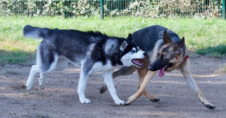 Husky dog and German shepherd dog playing cheerfully together in a dog park in the Lyon region