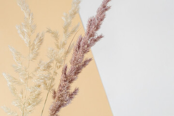 Panicles of pampas grass on a natural beige background. Two-color background with ears of dried...