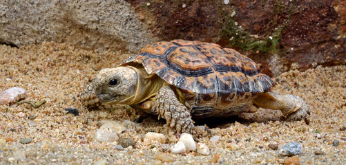 Speckled Cape Tortoise // Gesägte Flachschildkröte (Chersobius signatus / Homopus signatus) 