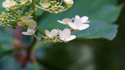 close up of smooth hydrangea (Hydrangea arborescens) also known as wild hydrangea, sevenbark, or in some cases, sheep flower