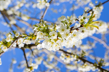 trees bloom in spring with white flowers against the sky in the garden