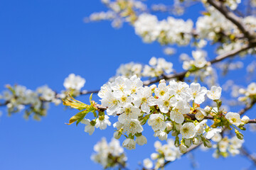 trees bloom in spring with white flowers against the sky in the garden
