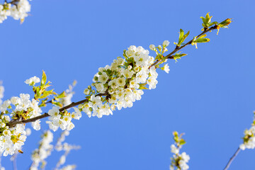 trees bloom in spring with white flowers against the sky in the garden