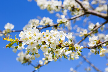 trees bloom in spring with white flowers against the sky in the garden