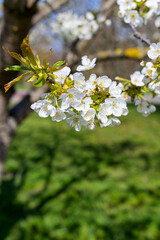 trees bloom in spring with white flowers against the sky in the garden
