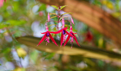 close up of beautiful hanging fuchsia flowers