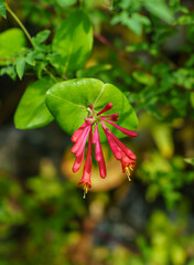 close up of Perfoliate Honeysuckle (Lonicera Caprifolium) a deciduous climber with delightfully fragrant whorls of creamy-white flowers