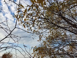 branches against blue sky