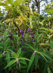 Obraz premium close up of a sage plant (Salvia officinalis)