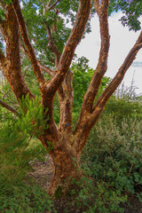 close up tree trunk bark picture of paperbark maple (acer griseum)
