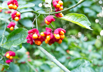 Close-up of the bright pink fruits of Euopean Spindle (Euonymus europeaus). The fruits have split...