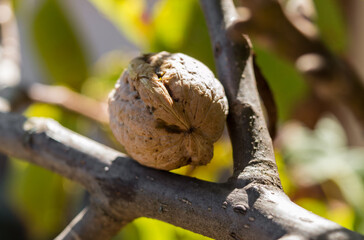 Harvesting walnuts in the autumn season. Ripe walnut on branch tree