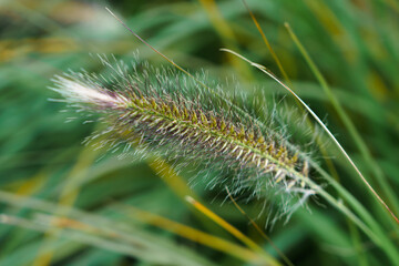 close up of Chinese fountain grass (Pennisetum alopecuroides) 
